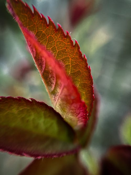 Immagine gratuita di aşırı yakın çekim, colpo di macro, foglie di piante