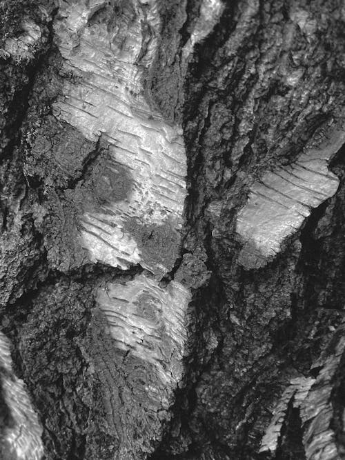 A black and white photo of a tree trunk