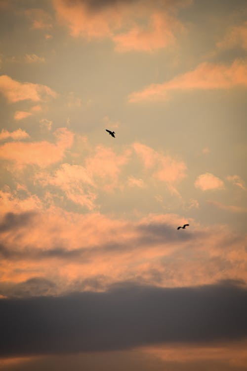 Foto stok gratis bentangan awan, burung-burung, Fajar