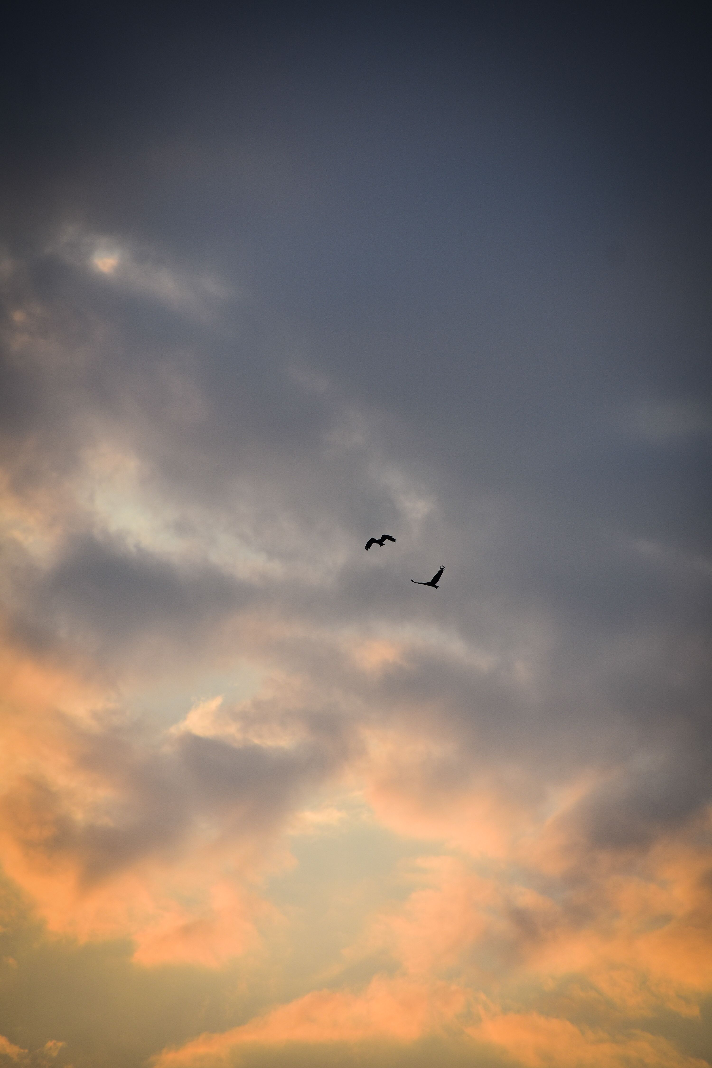 Two birds crossing a sunrise sky — photo by Hurrah suhail on Pexels