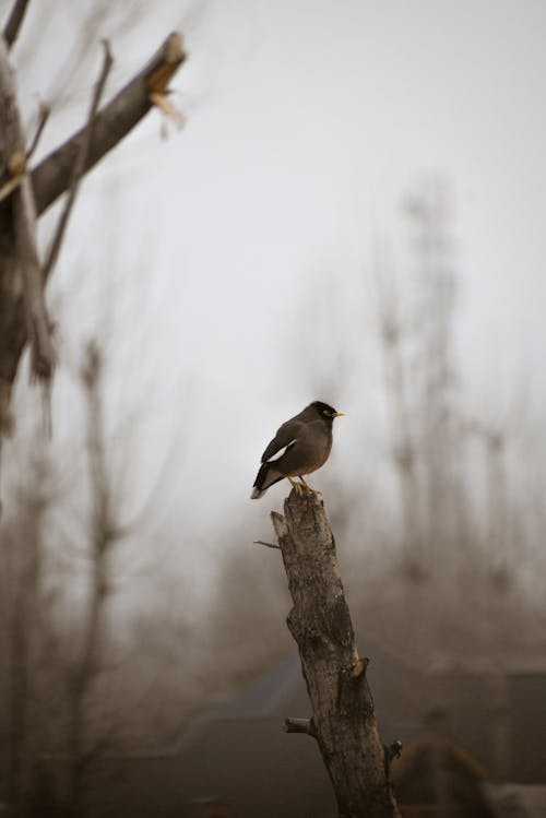 A bird is perched on a tree branch