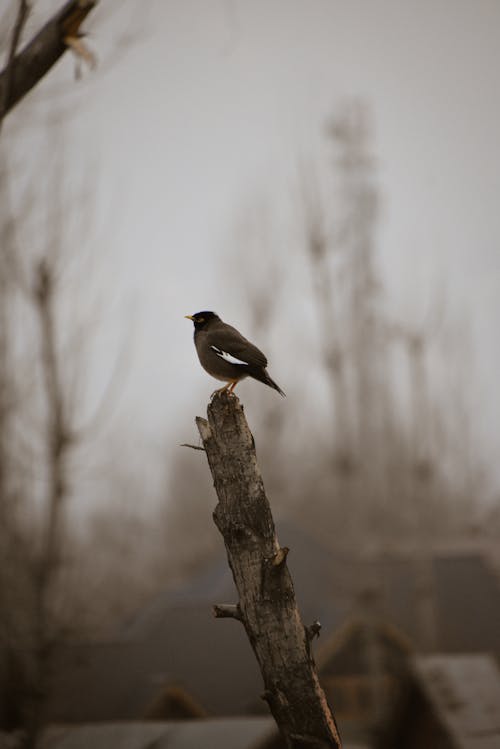 Photos gratuites de animal, arbre, bois