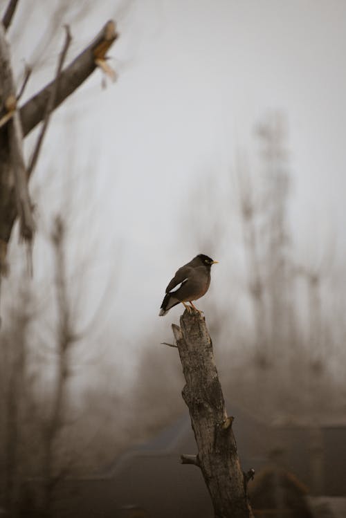 Photos gratuites de animal, arbre, bois