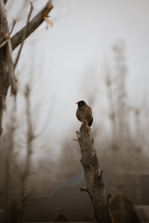 A bird is perched on a tree branch