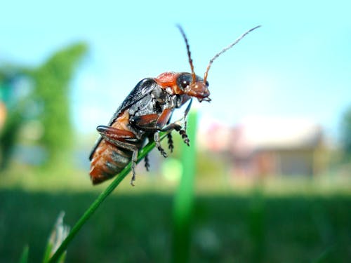 Imagine de stoc gratuită din automobil beetle