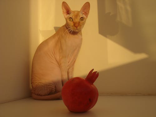 Бесплатное стоковое фото с apple, hairless cat, sphinx