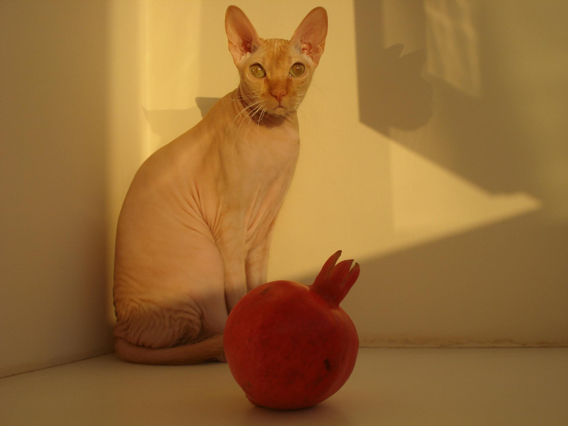 Hairlessness Cat Sitting Next to Pomegranate