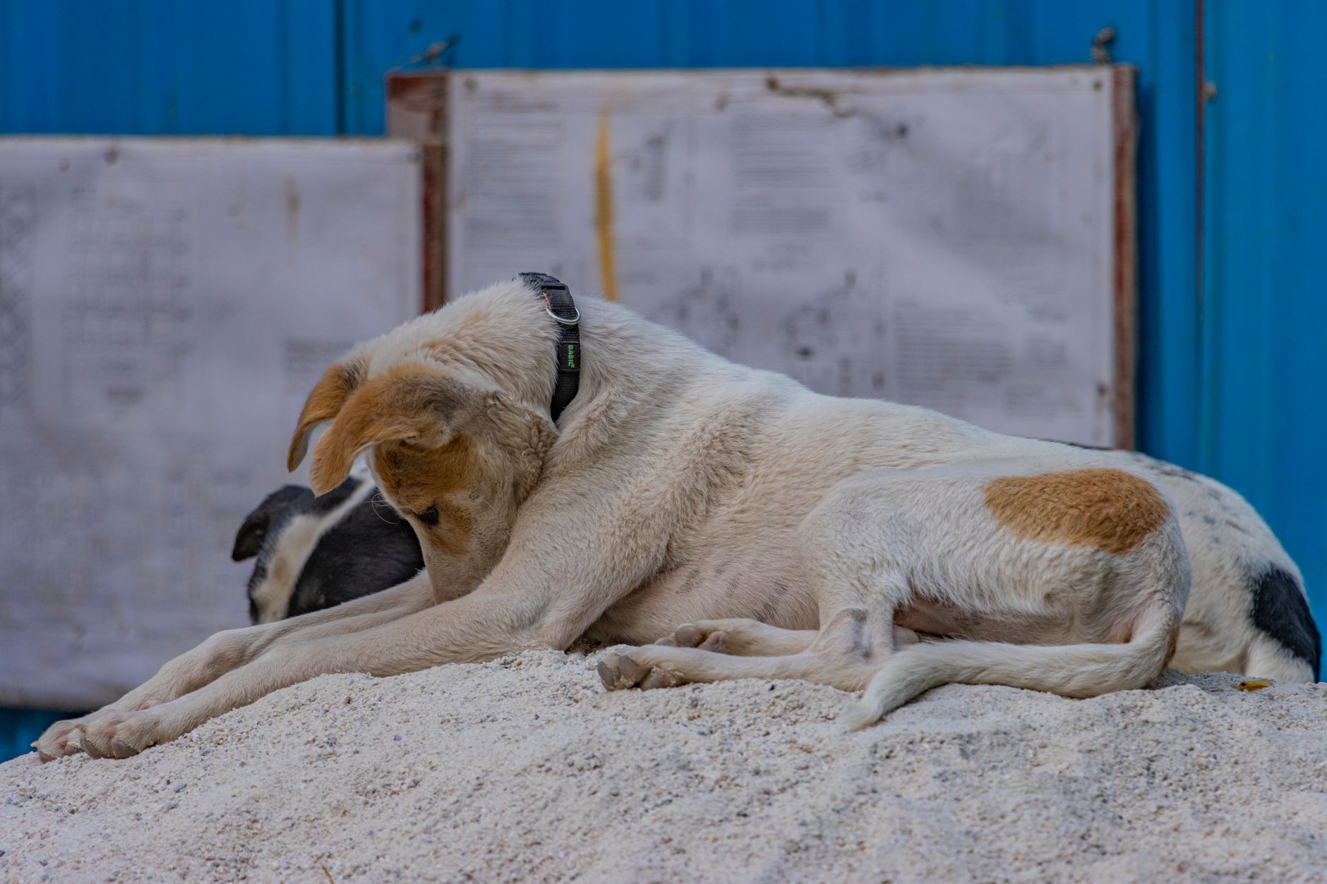 Featured image for the article: MCD says 43 dogs sterilised at Anand Vihar High Court pilot camps