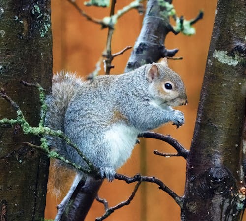 Gratis arkivbilde med dyrefotografering, dyreverdenfotografier, gnager