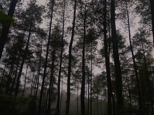 Безкоштовне стокове фото на тему «вічнозелений, дерева, джунглі»