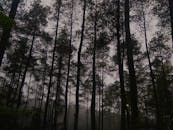 黎明时分，宁静多雾的森林里，高大的常绿树木营造出神秘的气氛