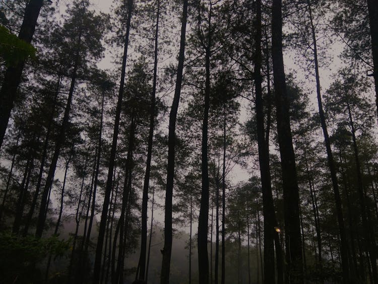 Low Angle Photography Of Trees