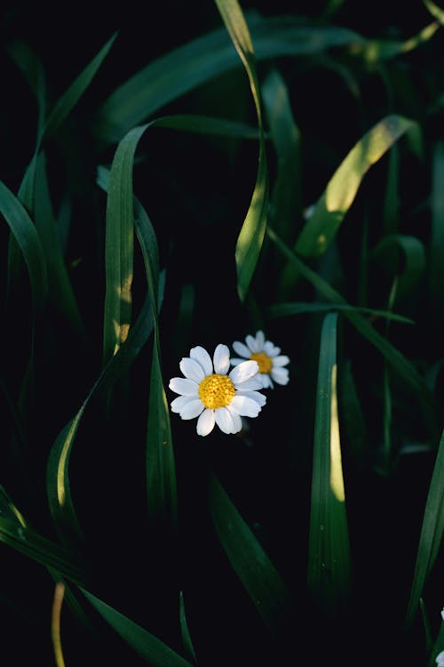 A single white daisy in the middle of a green field