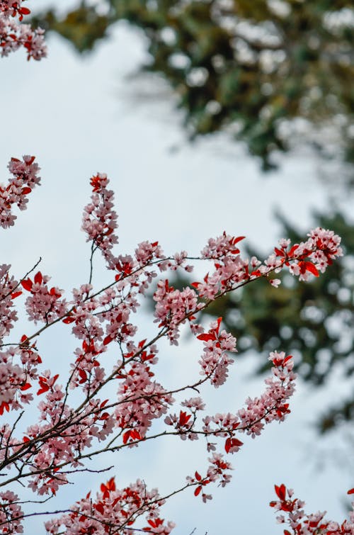 Pink Blossoms and Red Leaves on Tree Branches