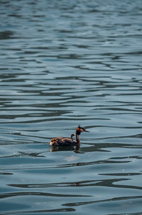 A bird swimming in the water with a long neck