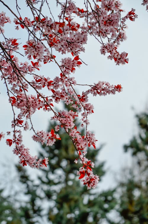 Branches of Blooming Pink Flowers