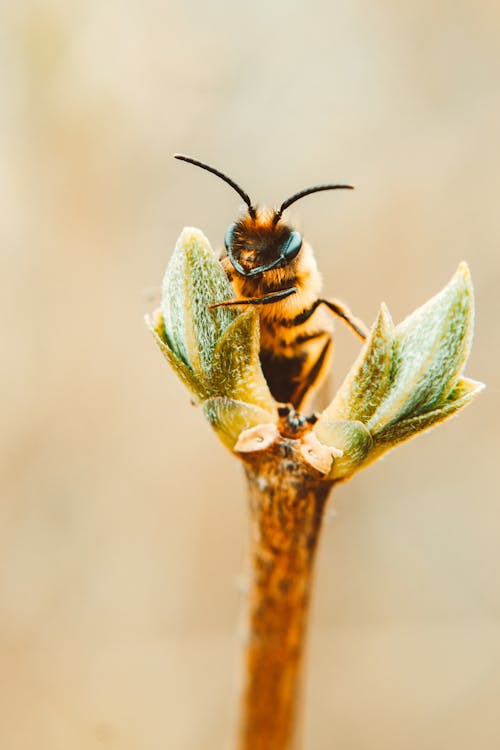 Free Macro Photography of Bee on a Plant Stock Photo