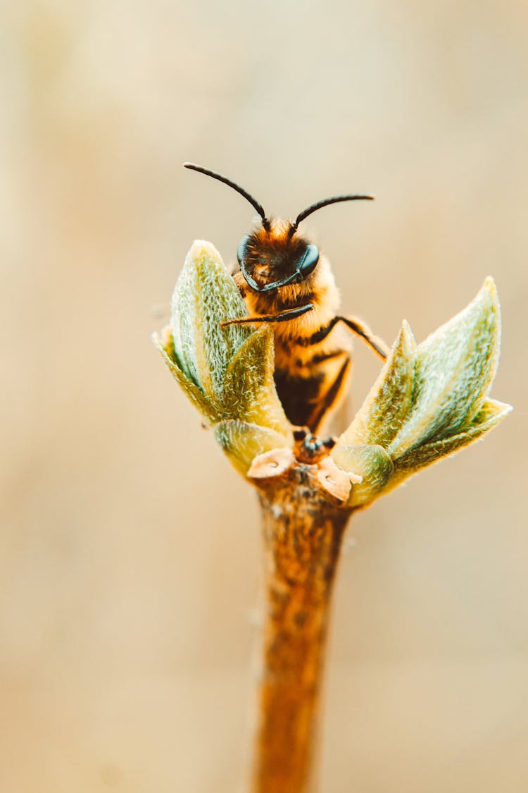 Macro Photography Of Bee On A Plant