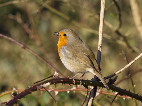 Robin singing while perched on brambles.