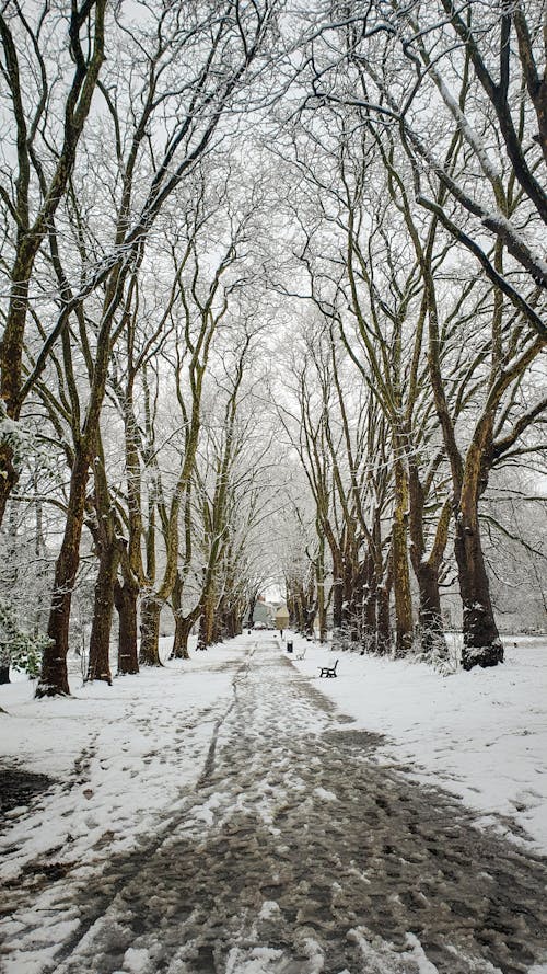 Imagine de stoc gratuită din arbori, fotografiere verticală, frig