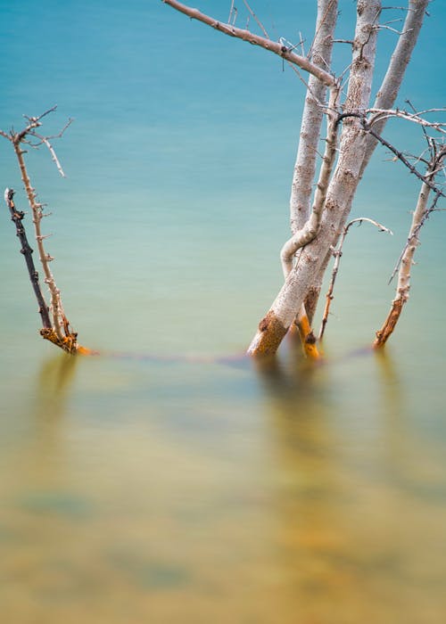 A tree in the water with a blurry background