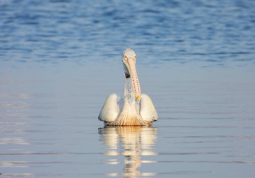 Imagine de stoc gratuită din apă, focalizare selectivă, fotografie cu animale sălbatice