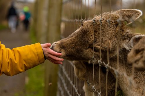 Free A child feeding a deer through a fence. Captured in Cupar Zoo, Scotland. Stock Photo