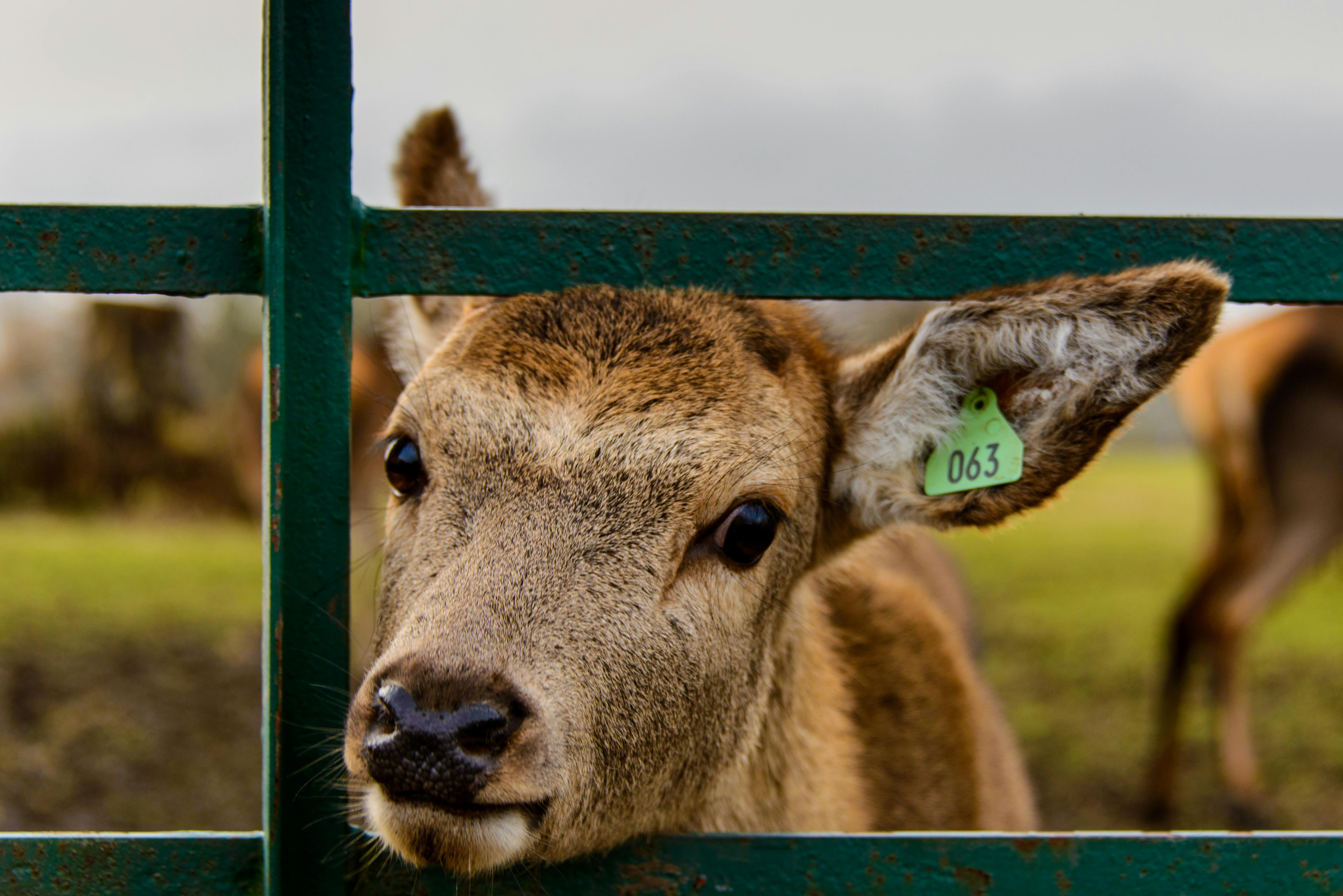 portrait of deer fawn on farm