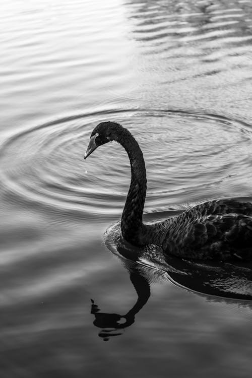 Swan Swimming on a Lake in Black and White