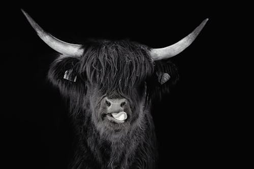 highland cow 