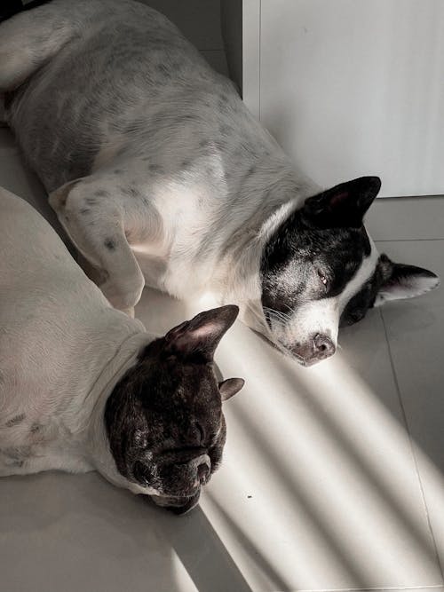 Бесплатное стоковое фото с большая собака, кровать для собаки, собаки