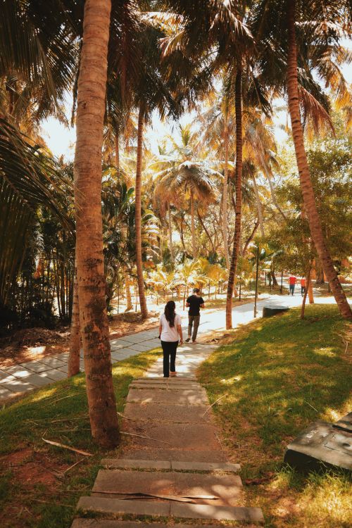 Free People walking in a sunlit park with palm trees, capturing a serene, tropical urban vibe. Stock Photo