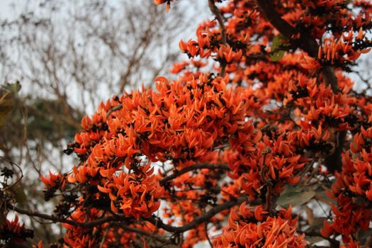 A tree with orange flowers and leaves