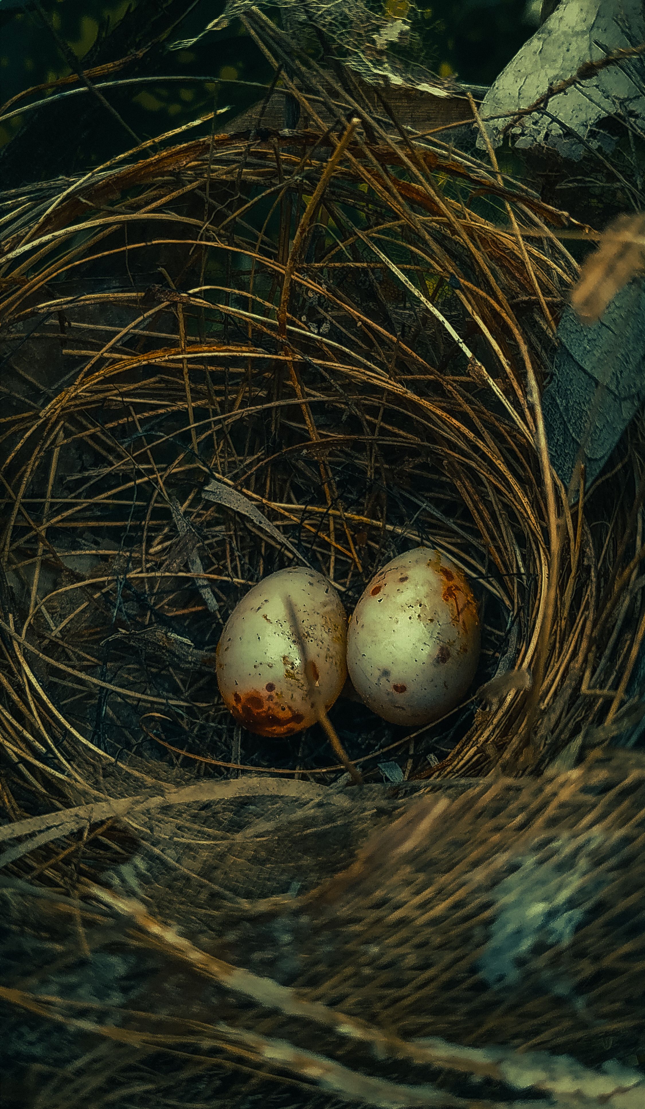 Spotted Eggs Lying in Bird Nest · Free Stock Photo