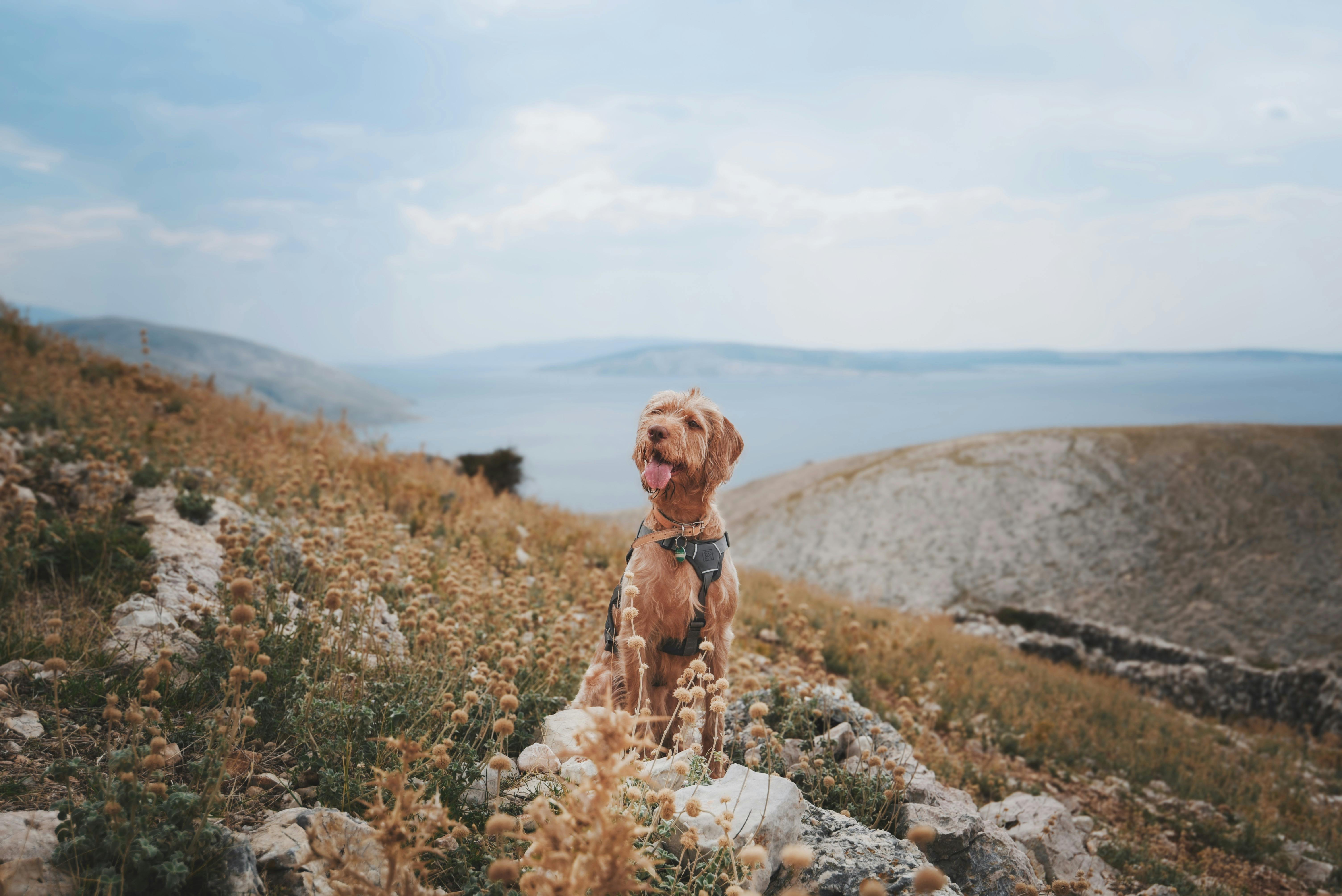 Happy Dog in Harness Sitting on Hillside