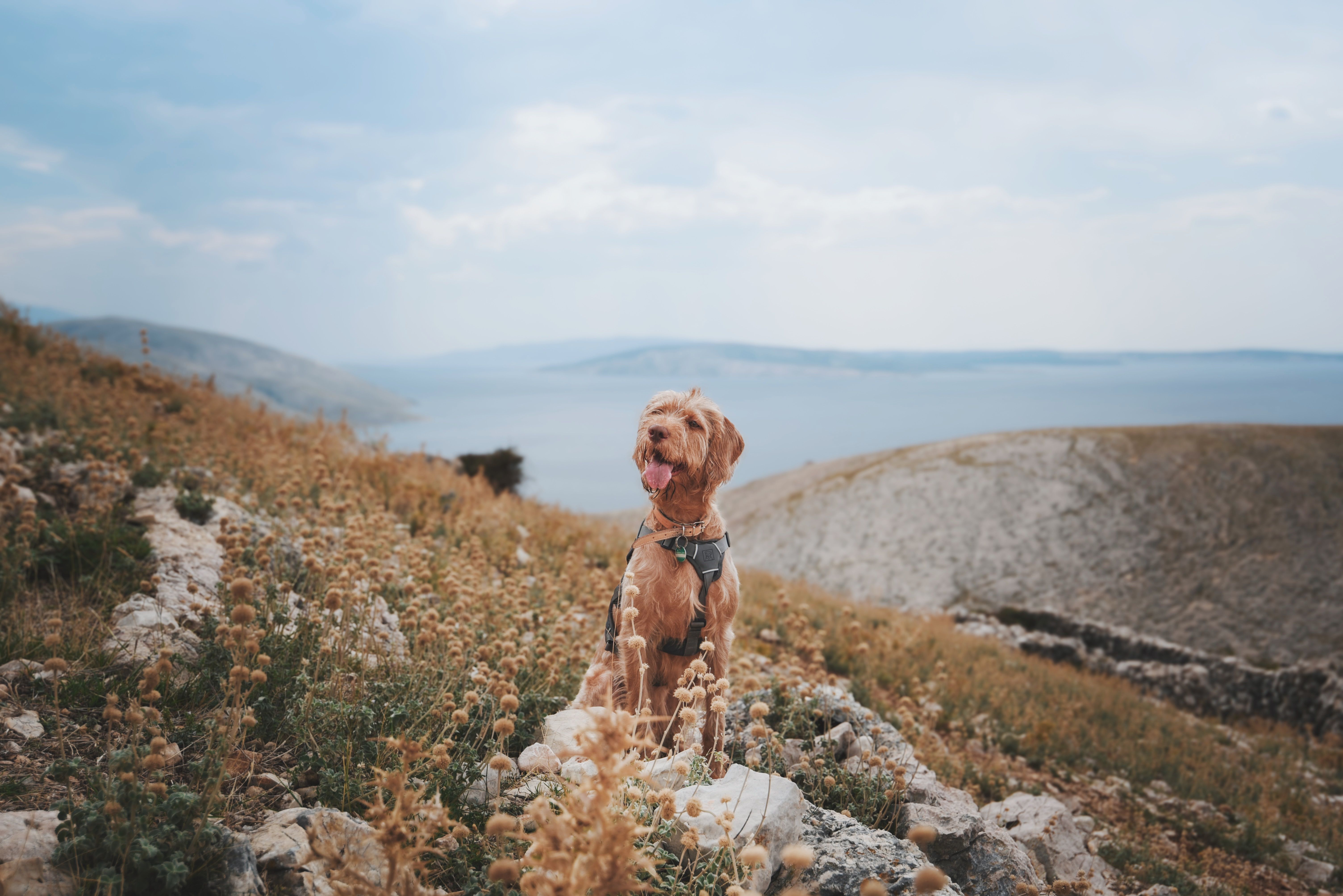 Happy dog wearing a harness on a sunny hillside