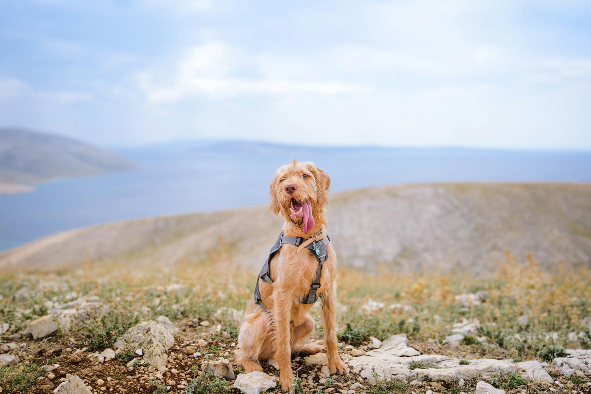 Cute Dog Sitting on a Hill of a Mountain with a View on a Sea