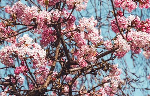 A tree with pink flowers and blue sky in the background