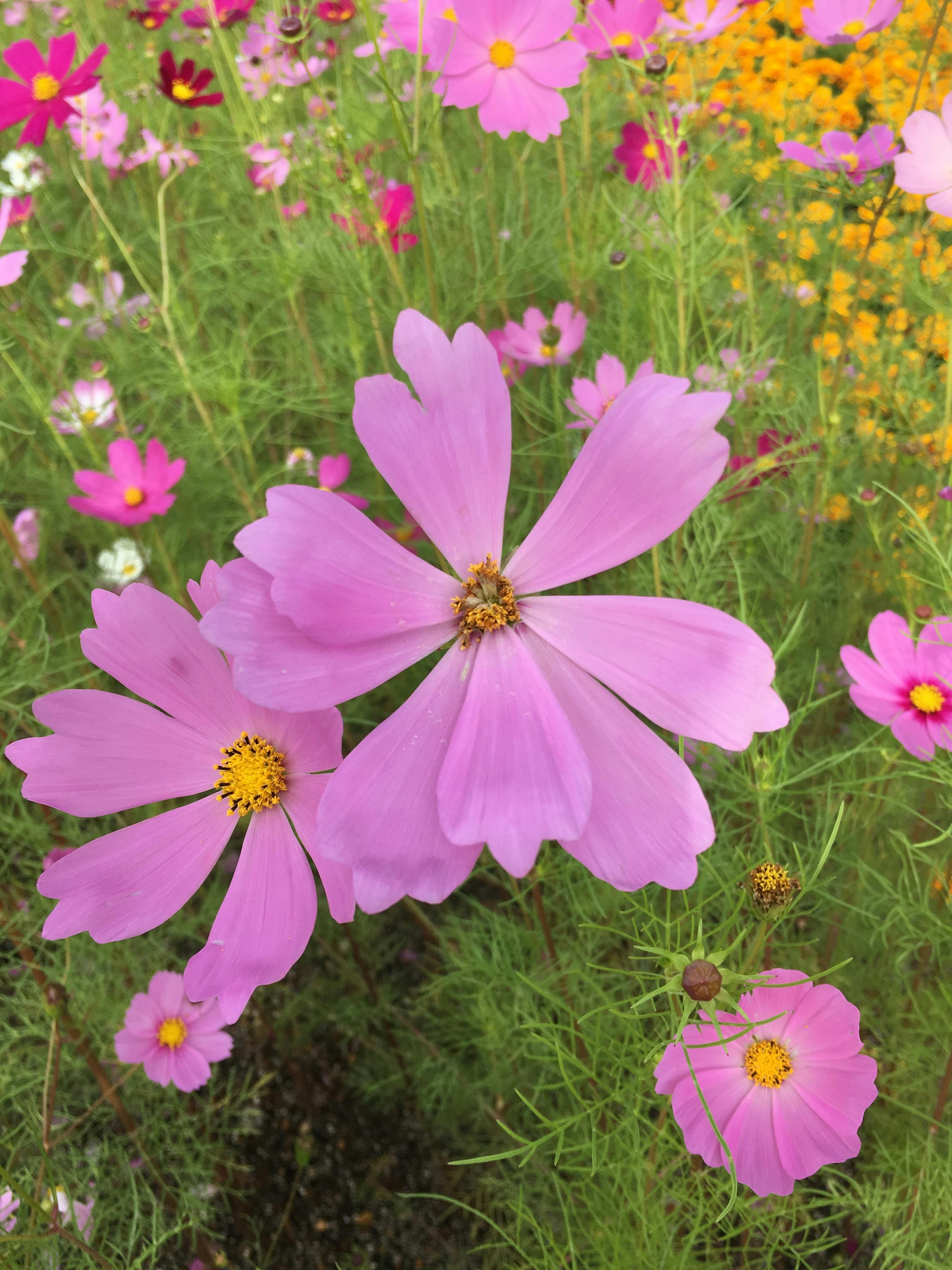 Free Stock Photo Of Cosmos Flower