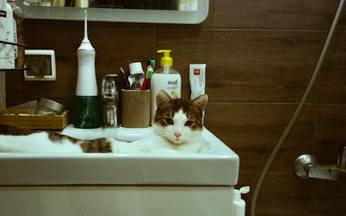 Cat Lying in the Washbasin