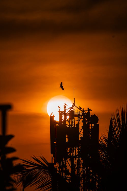 A bird flying over a cell tower at sunset