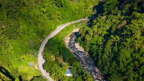 Photos gratuites de fleuve, forêt tropicale, palmiers