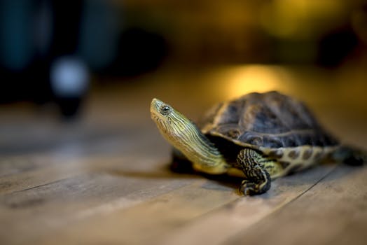 A detailed close-up of a turtle on a wooden floor inside a room, captured in soft lighting.
