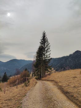 A solitary tree stands along a gravel path amidst misty mountains and overcast skies for a tranquil scene.