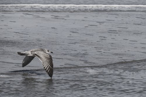 Seagull Flying over Sea