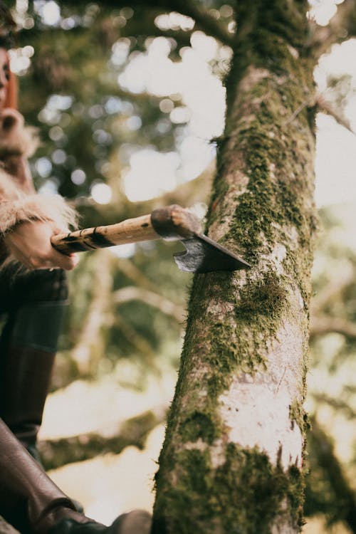 A person is cutting down a tree with an axe