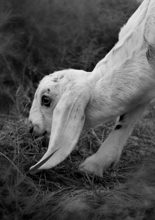 Free Black and white image of a young goat grazing on grass in a rural setting. Stock Photo
