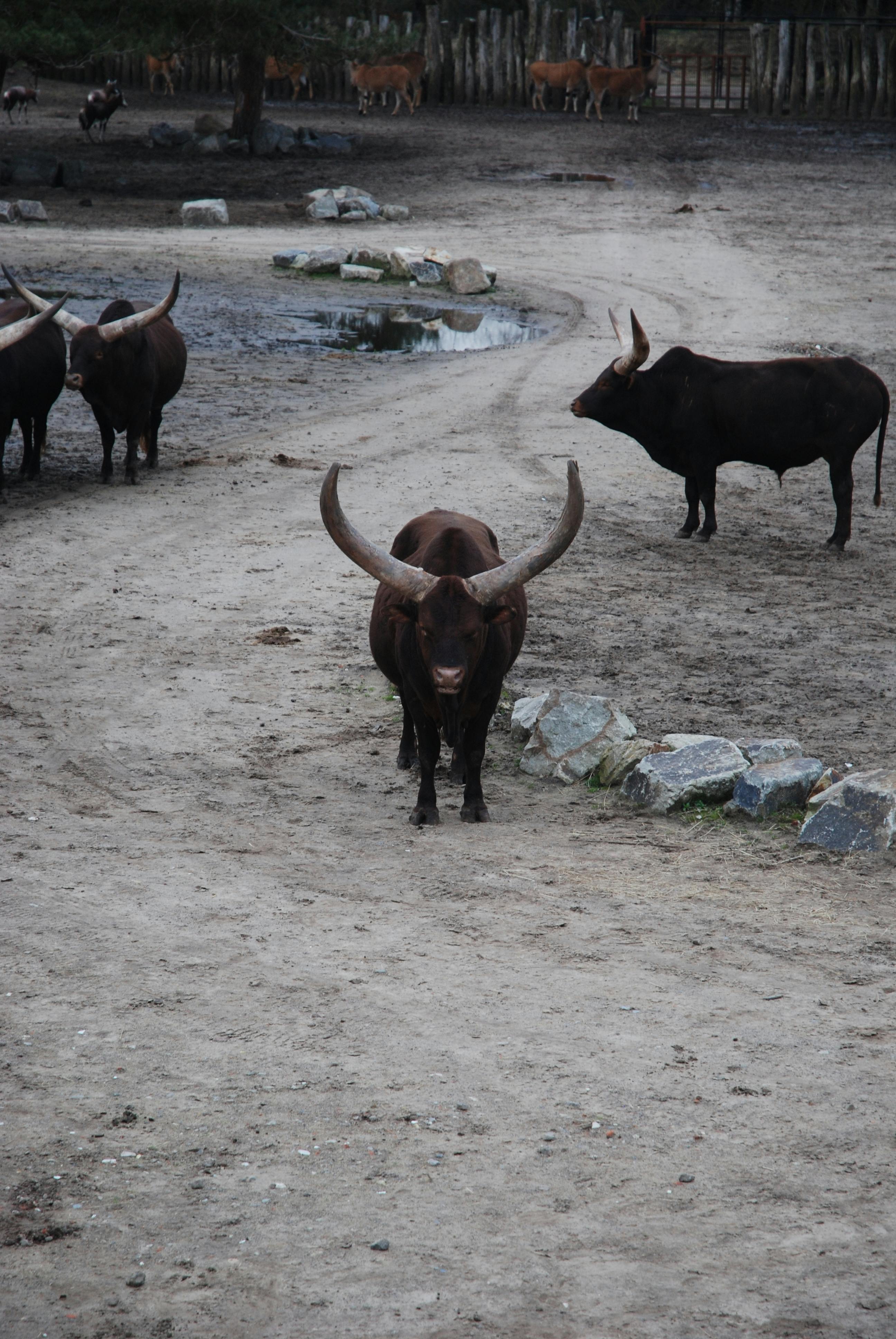 Gratuit L'élevage à La Campagne Photos