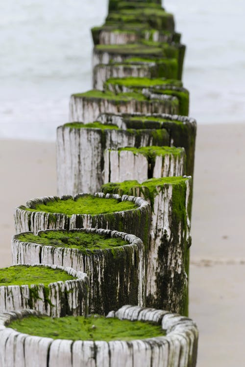 Moss on Wooden Breakwater on Sea Shore