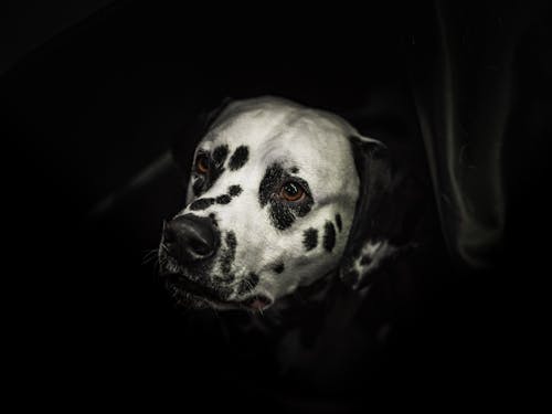 Foto profissional grátis de animal de estimação, cabeça, cachorro